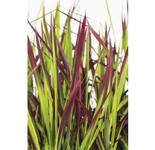 Kinesiskt silvergräs med röda och gröna blad