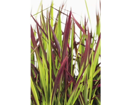 Kinesiskt silvergräs med röda och gröna blad