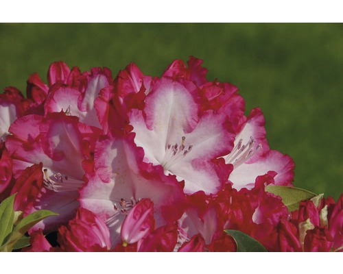 Närbild av en rhododendronblomma