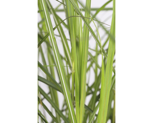 Närbild av prydnadsgräs med blad