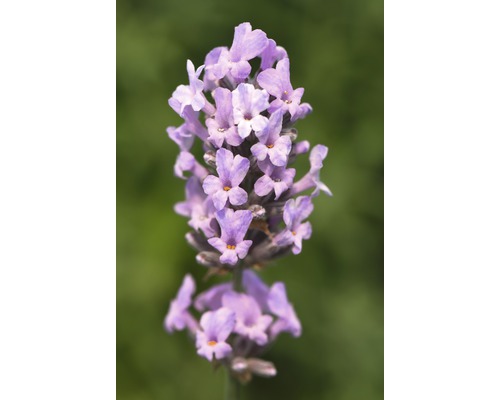 Närbild av en lavendelblomma