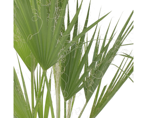Närbild av en Washingtonia-palm med fläktblad