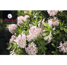 Blommande rhododendron med blad