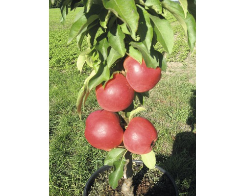 Äppelträd FLORASELF Bio Malus Starline 'Red Crimson' 60-80cm Co 7,5L