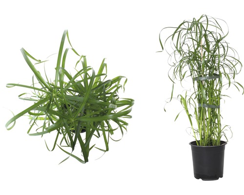 Papyrusgräs i kruka, en typ av prydnadsgräs