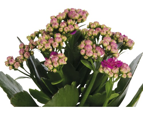 Kalanchoe växt med knoppar och blommor