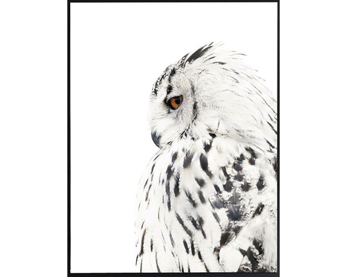 Inramad affisch av ett porträtt av en snöuggla