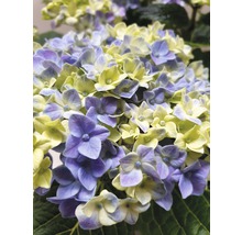 Närbild av en hortensia med blommor
