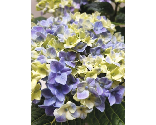 Närbild av en hortensia med blommor