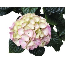 Hortensia med blomma och blad