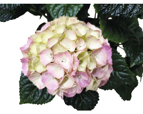 Hortensia med blomma och blad