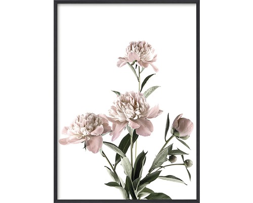 Poster Pink Roses 30x40cm