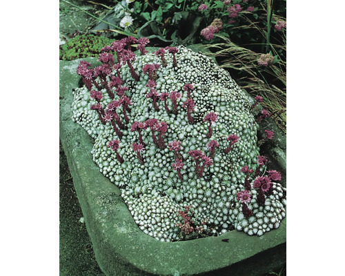 Blommande tuvvaktel i stenho