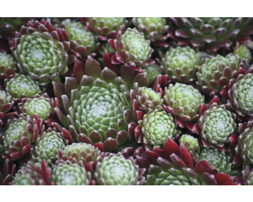 Närbild av taklöksväxter