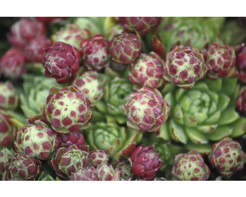 Närbild av en taklöksväxt