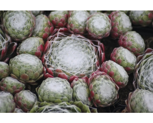 Närbild av flera taklöksväxter