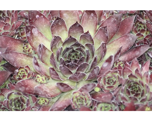 Närbild av en taklök planta