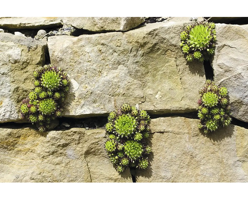 Taklökar på en stenmur