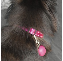 Hund med halsband och adressbricka