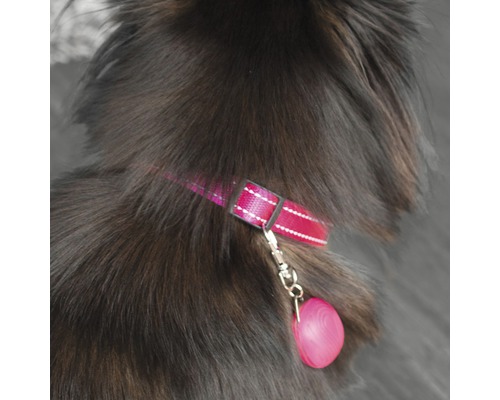 Hund med halsband och adressbricka