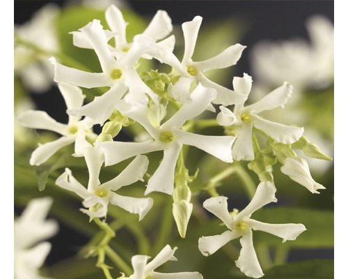 Stjärnjasmin FloraSelf Trachelospermum jasminoides 50-70cm Co 2,3L