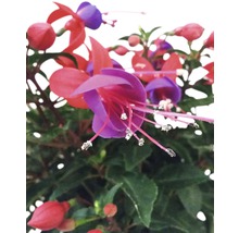 Närbild av fuchsia blomma