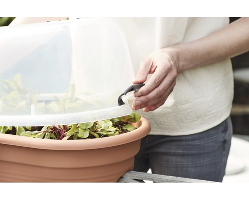 En person öppnar ett transparent drivhuslock över en blomkruka med växter.