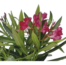 Oleander med blomma och gröna blad