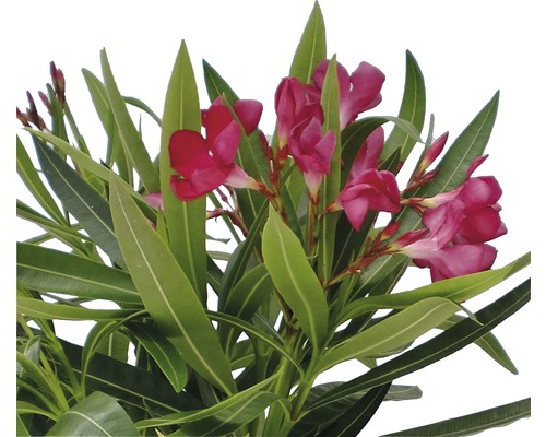 Oleander med blomma och gröna blad
