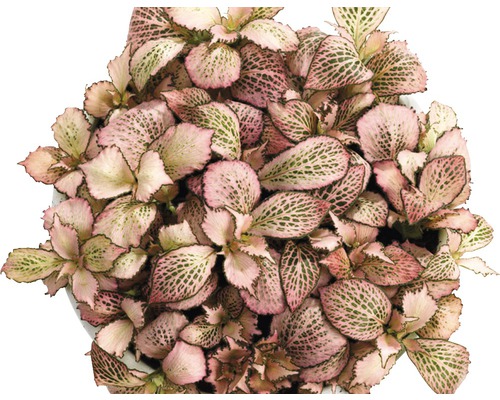 Fittonia krukväxt i kruka