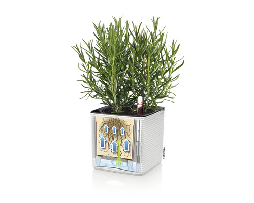 Fyrkantig blomkruka med bevattningssystem och växt