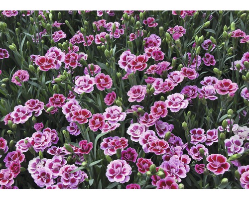 Närbild av nejlikablommor i trädgården