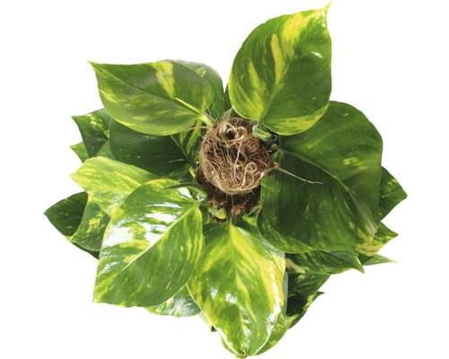 Toppvy av en Epipremnum krukväxt med gröngula blad