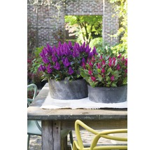 Axamarant FLORASELF Celosia argentea caracas Ø25cm