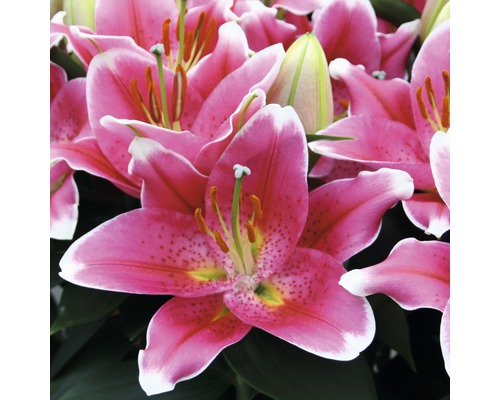 Närbild av rosa liljeblommor