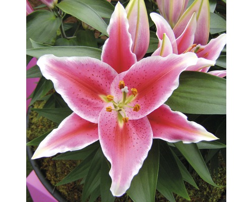 Närbild av en rosa liljeblomma med gröna blad