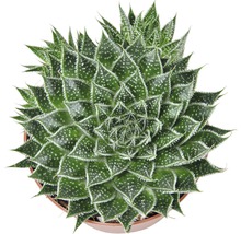 Aloe aristata krukväxt i kruka