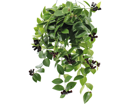 Hängande växt med gröna blad och mörka blommor