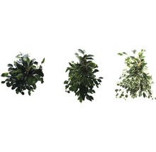 Tre olika fikusväxter med blad