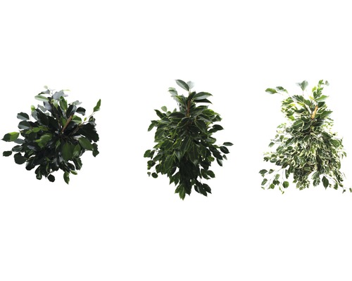 Tre olika fikusväxter med blad