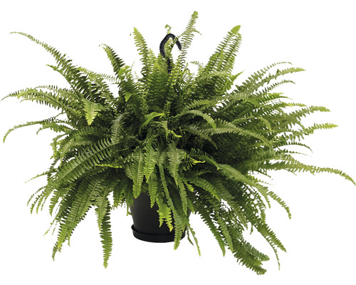 Spjutbräken i ampelkruka XXL FLORASELF Nephrolepis exaltata Green Lady 50-55cm Hängande växt med ormbunke i en kruka