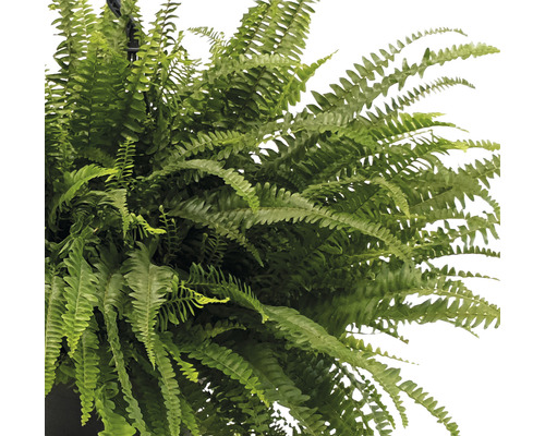 Hängande växt med ormbunke