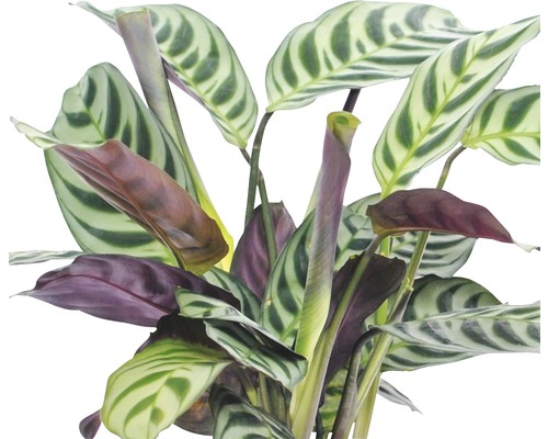 Böneplanta med randiga blad som krukväxt