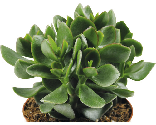 Paradisträd krukväxt i kruka