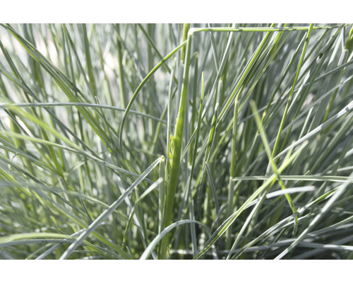 Närbild av blåsvingelgräs