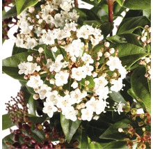 Närbild av Viburnum buske med vita blommor och gröna blad.