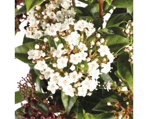 Närbild av Viburnum buske med vita blommor och gröna blad.