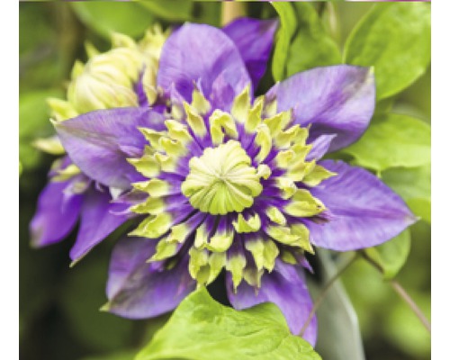 Paradisklematis FLORASELF Clematis florida 'Taiga' PBR 50-70cm Co 2,3L