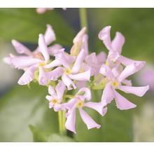 Stjärnjasmin rosa FLORASELF Trachelospermum asiaticum Pink Air 50-70cm co 2,3L
