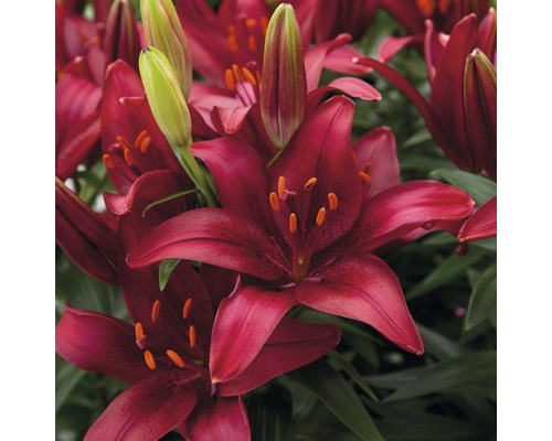 Närbild av röda liljeblommor med gröna knoppar